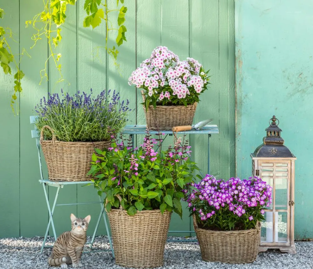 Dehner Bio Bio Stauden-Phlox, rosa Pink Sale