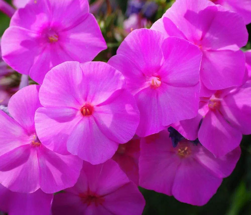 Dehner Bio Bio Stauden-Phlox, rosa Pink Sale