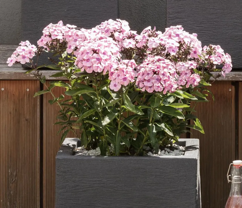 Dehner Bio Bio Stauden-Phlox, rosa Pink Sale