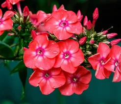 Dehner Bio Bio Stauden-Phlox, Rot Hot