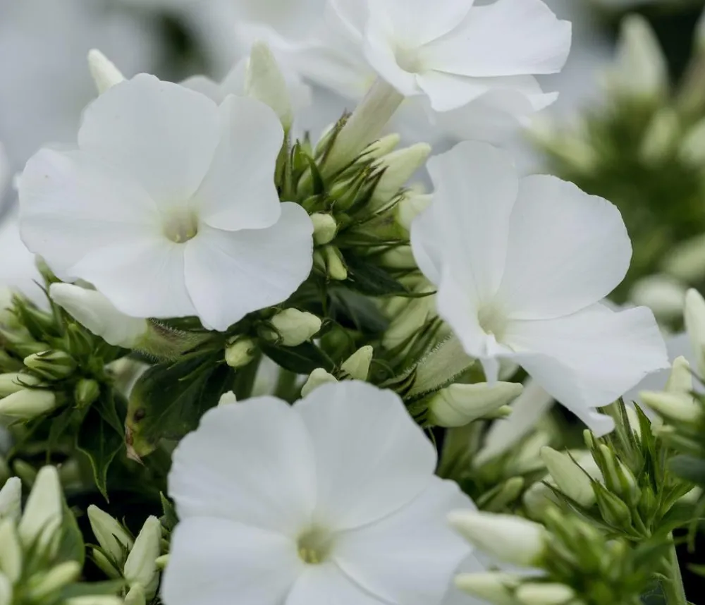 Dehner Bio Bio Stauden-Phlox, Weiß Outlet
