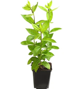 Dehner Bio Bio Stauden-Phlox, Weiß Outlet