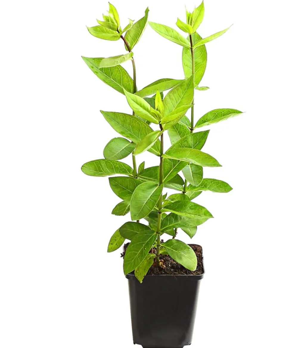 Dehner Bio Bio Stauden-Phlox, Weiß Outlet