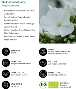 Dehner Bio Bio Stauden-Phlox, Weiß Outlet