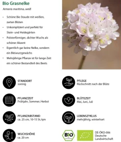 Dehner Bio Steingartenstauden|Bio Stauden > Bio Stauden-Set Alpengarten, 12-teilig