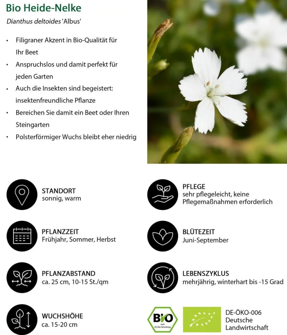 Dehner Bio Steingartenstauden|Bio Stauden > Bio Stauden-Set Alpengarten, 12-teilig