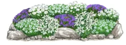 Dehner Bio Steingartenstauden|Bio Stauden > Bio Stauden-Set Alpengarten, 12-teilig