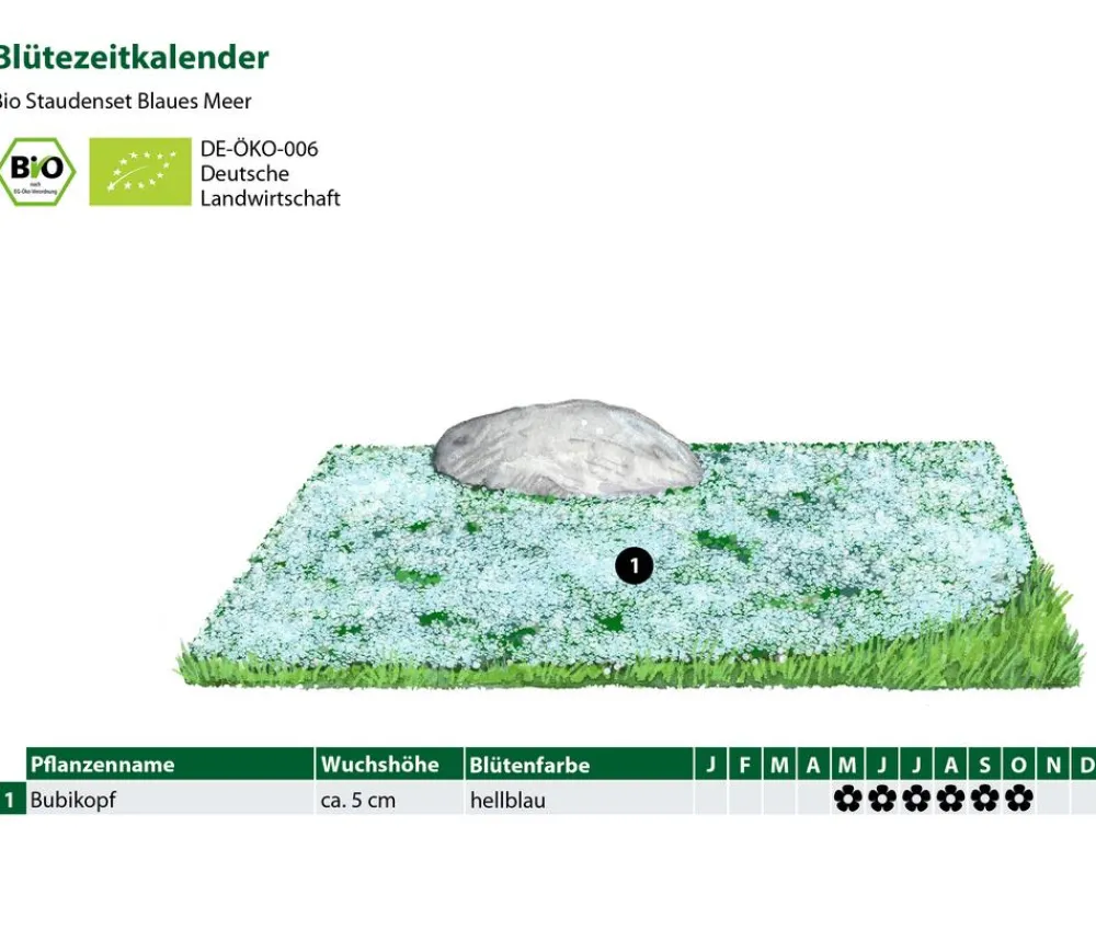Dehner Bio Bodendecker & Efeu|Bio Stauden - Bio Stauden-Set es Meer, 12-teilig Blau