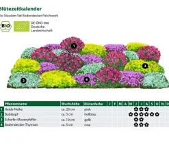 Dehner Bio Sommerstauden|Bio Stauden > Bio Stauden-Set Bodendecker Patchwork, 24-teilig