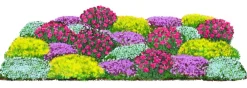 Dehner Bio Sommerstauden|Bio Stauden > Bio Stauden-Set Bodendecker Patchwork, 24-teilig