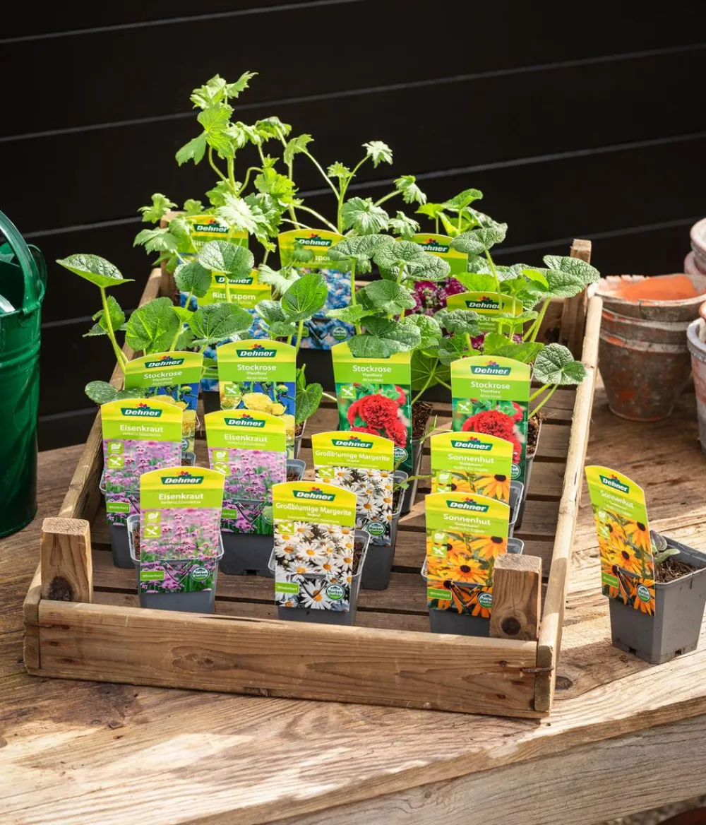 Dehner Bio Bio Stauden-Set Bunter Landhausgarten, 12-teilig Sale
