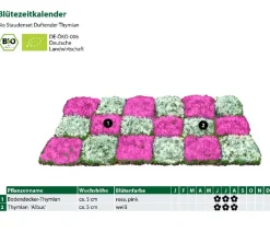 Dehner Bio Bio Stauden-Set Duftender Thymian, 18-teilig Discount