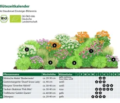 Dehner Bio Bio Stauden|Gräser- & Stauden-Sets > Bio Stauden-Set Einsteiger-Blütenmix, 24-teilig