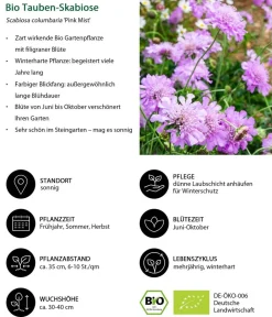 Dehner Bio Bio Stauden|Gräser- & Stauden-Sets > Bio Stauden-Set Einsteiger-Blütenmix, 24-teilig