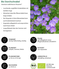 Dehner Bio Gräser- & Stauden-Sets|Bio Stauden > Bio Stauden-Set Es wird durchgeblüht, 24-teilig
