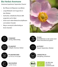 Dehner Bio Gräser- & Stauden-Sets|Bio Stauden > Bio Stauden-Set Es wird durchgeblüht, 24-teilig