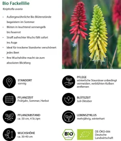 Dehner Bio Bio Stauden|Gräser- & Stauden-Sets > Bio Stauden-Set Feuerwerk im Garten, 24-teilig
