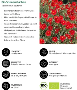Dehner Bio Bio Stauden|Gräser- & Stauden-Sets > Bio Stauden-Set Feuerwerk im Garten, 24-teilig