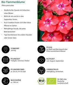 Dehner Bio Bio Stauden|Gräser- & Stauden-Sets > Bio Stauden-Set Feuerwerk im Garten, 24-teilig