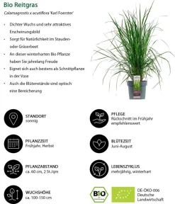 Dehner Bio Bio Stauden|Gräser- & Stauden-Sets > Bio Stauden-Set Feuerwerk im Garten, 24-teilig