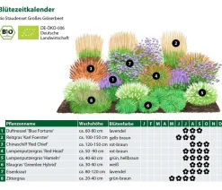 Dehner Bio Bio Stauden|Gräser- & Stauden-Sets > Bio Stauden-Set Großes Gräser-Beet, 24-teilig