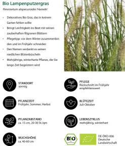 Dehner Bio Bio Stauden|Gräser- & Stauden-Sets > Bio Stauden-Set Großes Gräser-Beet, 24-teilig