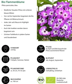 Dehner Bio Bio Stauden|Gräser- & Stauden-Sets - Bio Stauden-Set Romantischer Garten, 12-teilig