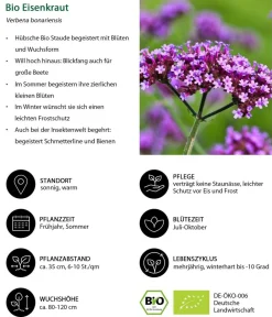 Dehner Bio Bio Stauden|Gräser- & Stauden-Sets - Bio Stauden-Set Romantischer Garten, 12-teilig