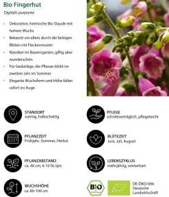 Dehner Bio Bio Stauden|Gräser- & Stauden-Sets - Bio Stauden-Set Schattengarten e Akzente, 12-teilig