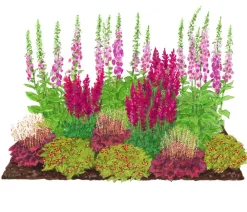 Dehner Bio Bio Stauden|Gräser- & Stauden-Sets - Bio Stauden-Set Schattengarten e Akzente, 12-teilig
