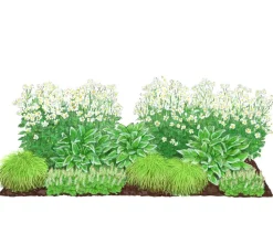 Dehner Bio Bio Stauden|Gräser- & Stauden-Sets > Bio Stauden-Set Schattengarten e Akzente, 12-teilig