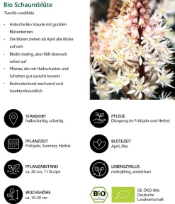 Dehner Bio Bio Stauden|Gräser- & Stauden-Sets > Bio Stauden-Set Schattengarten e Akzente, 12-teilig