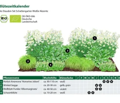 Dehner Bio Bio Stauden|Gräser- & Stauden-Sets > Bio Stauden-Set Schattengarten e Akzente, 12-teilig