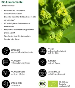 Dehner Bio Gräser- & Stauden-Sets|Blatt- & Schattenstauden - Bio Stauden-Set Schattengarten, 12-teilig Bunt
