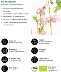 Dehner Bio Bio Stauden|Gräser- & Stauden-Sets - Bio Stauden-Set Schattenparadies, 18-teilig