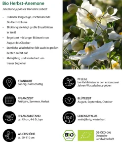 Dehner Bio Bio Stauden|Gräser- & Stauden-Sets - Bio Stauden-Set Schattenplatz, Landlust Kollektion, 18-teilig