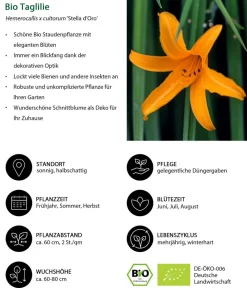 Dehner Bio Bio Stauden|Gräser- & Stauden-Sets - Bio Stauden-Set Sommerglück, 24-teilig