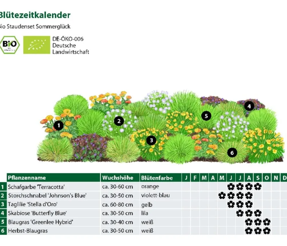 Dehner Bio Bio Stauden|Gräser- & Stauden-Sets - Bio Stauden-Set Sommerglück, 24-teilig