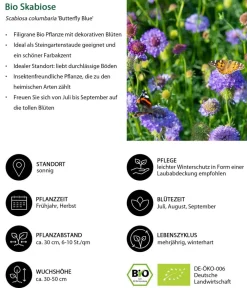 Dehner Bio Bio Stauden|Gräser- & Stauden-Sets - Bio Stauden-Set Sommerglück, 24-teilig