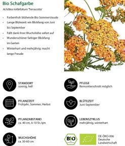 Dehner Bio Bio Stauden|Gräser- & Stauden-Sets - Bio Stauden-Set Sommerglück, 24-teilig