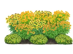 Dehner Bio Bio Stauden-Set Sonnenanbeter, 12-teilig Gelb Clearance