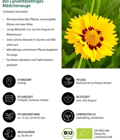 Dehner Bio Bio Stauden-Set Sonnenanbeter, 12-teilig Gelb Clearance