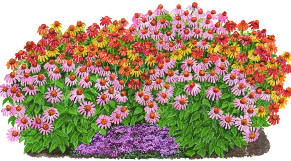 Dehner Bio Sommerstauden|Bio Stauden - Bio Stauden-Set Sonnenhüte, 12-teilig