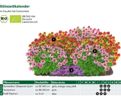 Dehner Bio Sommerstauden|Bio Stauden - Bio Stauden-Set Sonnenhüte, 12-teilig