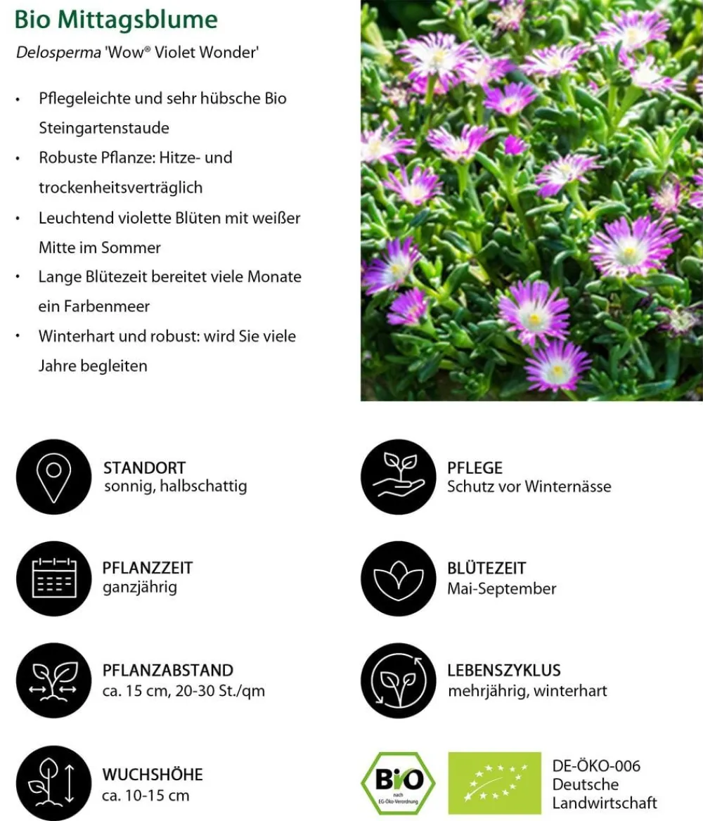 Dehner Bio Bio Stauden|Gräser- & Stauden-Sets - Bio Stauden-Set Sonnenteppich, 12-teilig