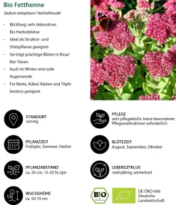 Dehner Bio Bio Stauden|Gräser- & Stauden-Sets > Bio Stauden-Set Terrassenglück, Landlust Kollektion, 12-teilig