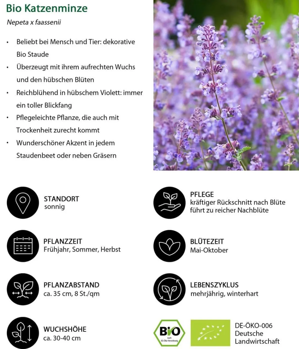 Dehner Bio Bio Stauden|Gräser- & Stauden-Sets > Bio Stauden-Set Terrassenglück, Landlust Kollektion, 12-teilig