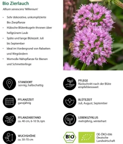 Dehner Bio Fetthenne|Bio Stauden - Bio Stauden-Set Trocken durch den Sommer, 24-teilig
