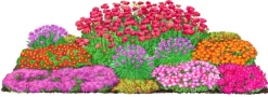 Dehner Bio Fetthenne|Bio Stauden - Bio Stauden-Set Trocken durch den Sommer, 24-teilig