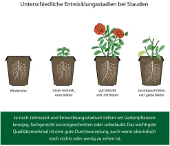 Dehner Bio Bio Stauden-Set -es Gartenparadies, 24-teilig